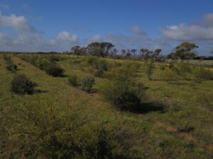 Photo showing rows of green, planted shrubs in a paddock.