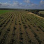 Drone photo showing birds eye view of green rows of planted shrubs.