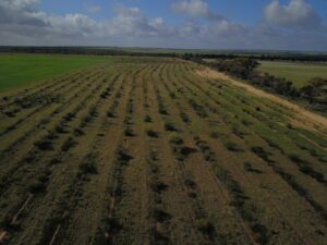 Drone photo showing birds eye view of green rows of planted shrubs.