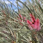 Close up photo of three long pink flowers and light green foliage.