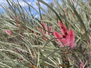 Close up photo of three long pink flowers and light green foliage.