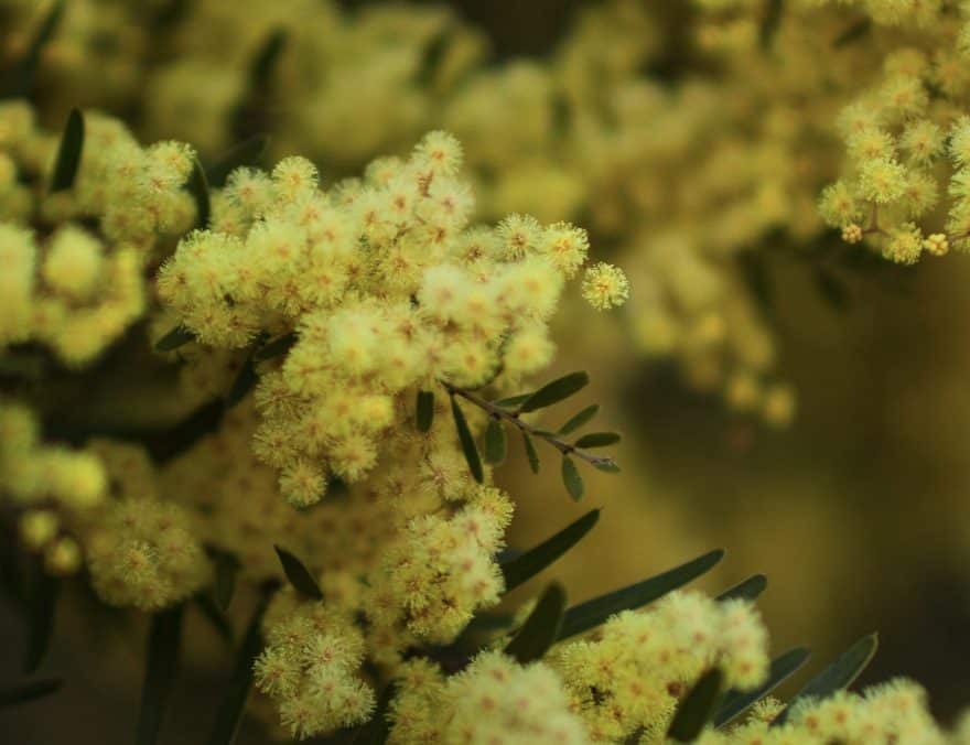 Picture of Golden Wattle in Eurardy