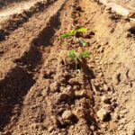 Close up of Eucalyptus seedlings planted in a ripped line