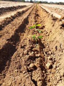 Close up of Eucalyptus seedlings planted in a ripped line