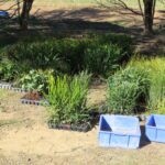 Trays of native Australian seedlings on the ground with two empty blue buckets in the foreground