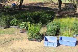 Trays of native Australian seedlings on the ground with two empty blue buckets in the foreground