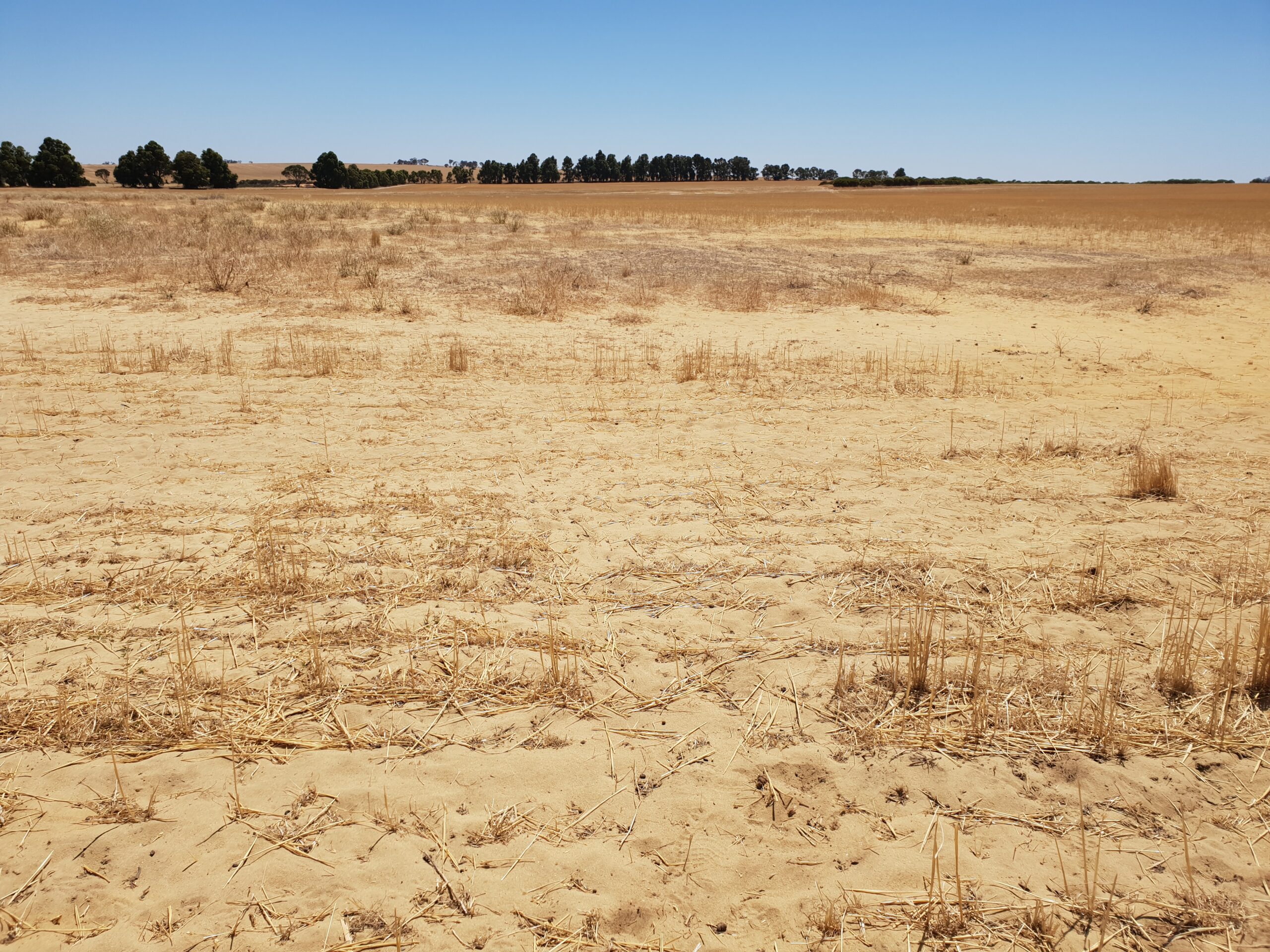 Bare sandy paddock with row of dark green trees in the far distance.