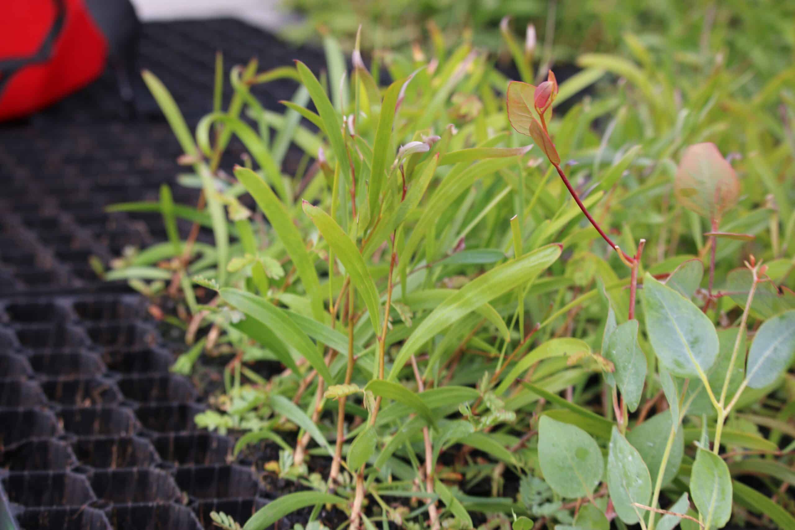 A black tray of Australian native seedlings