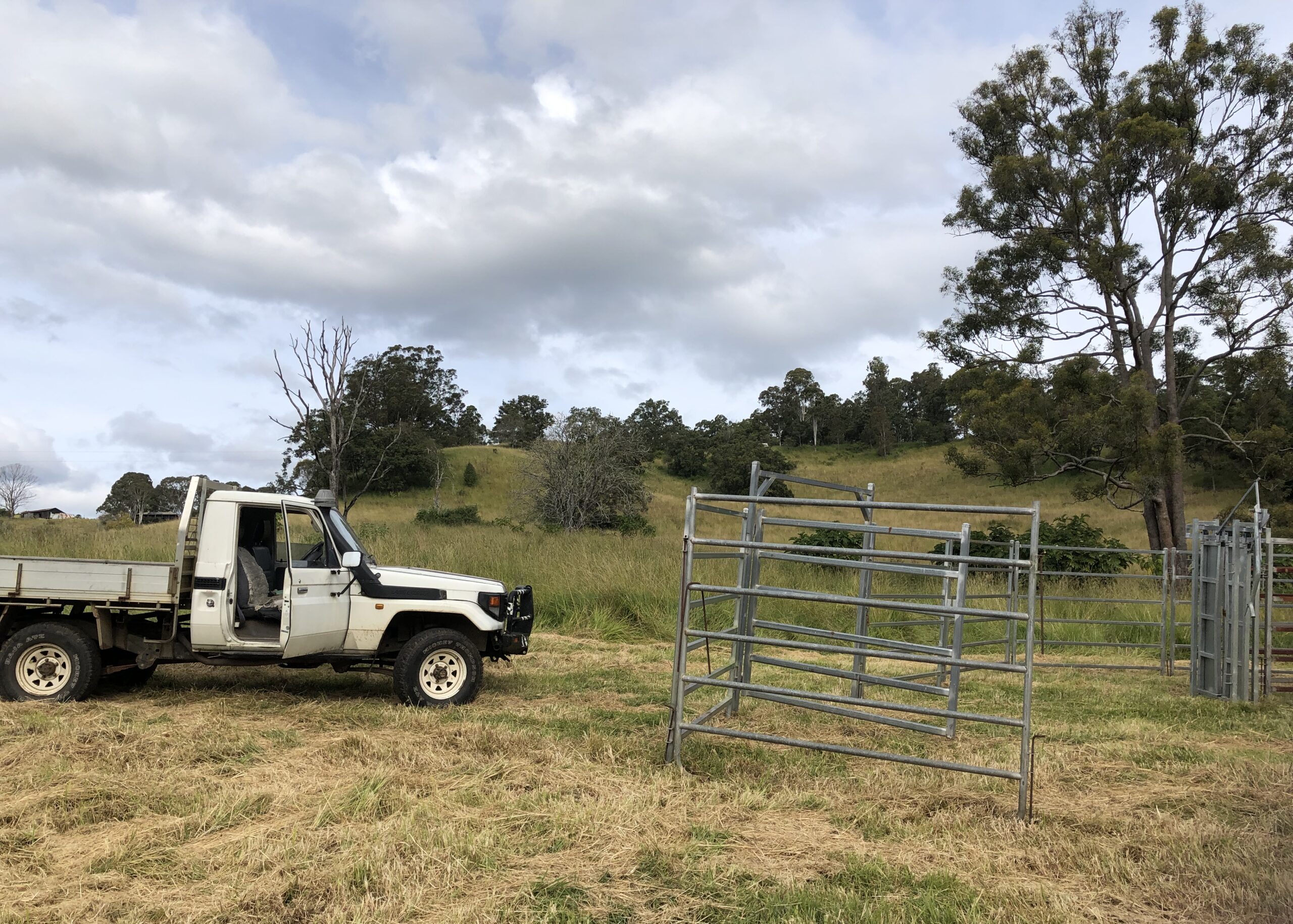 White ute to the left of grey cattle fencing