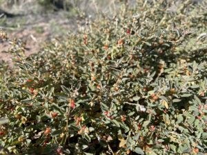 Close up of a green bush with small red fruit (Australian saltbush)