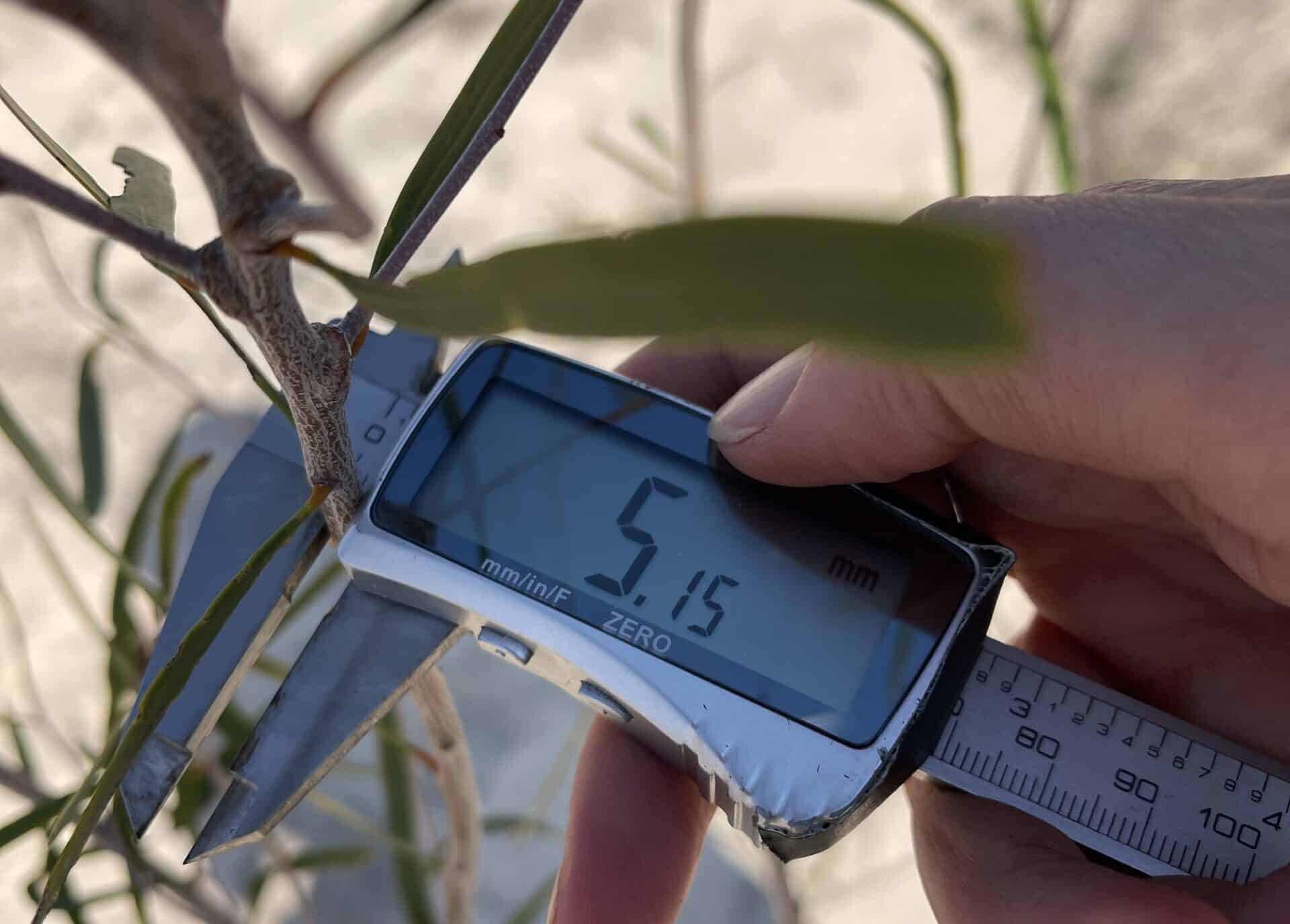 Close of photo of digital calipers measuring diameter of a native sapling.