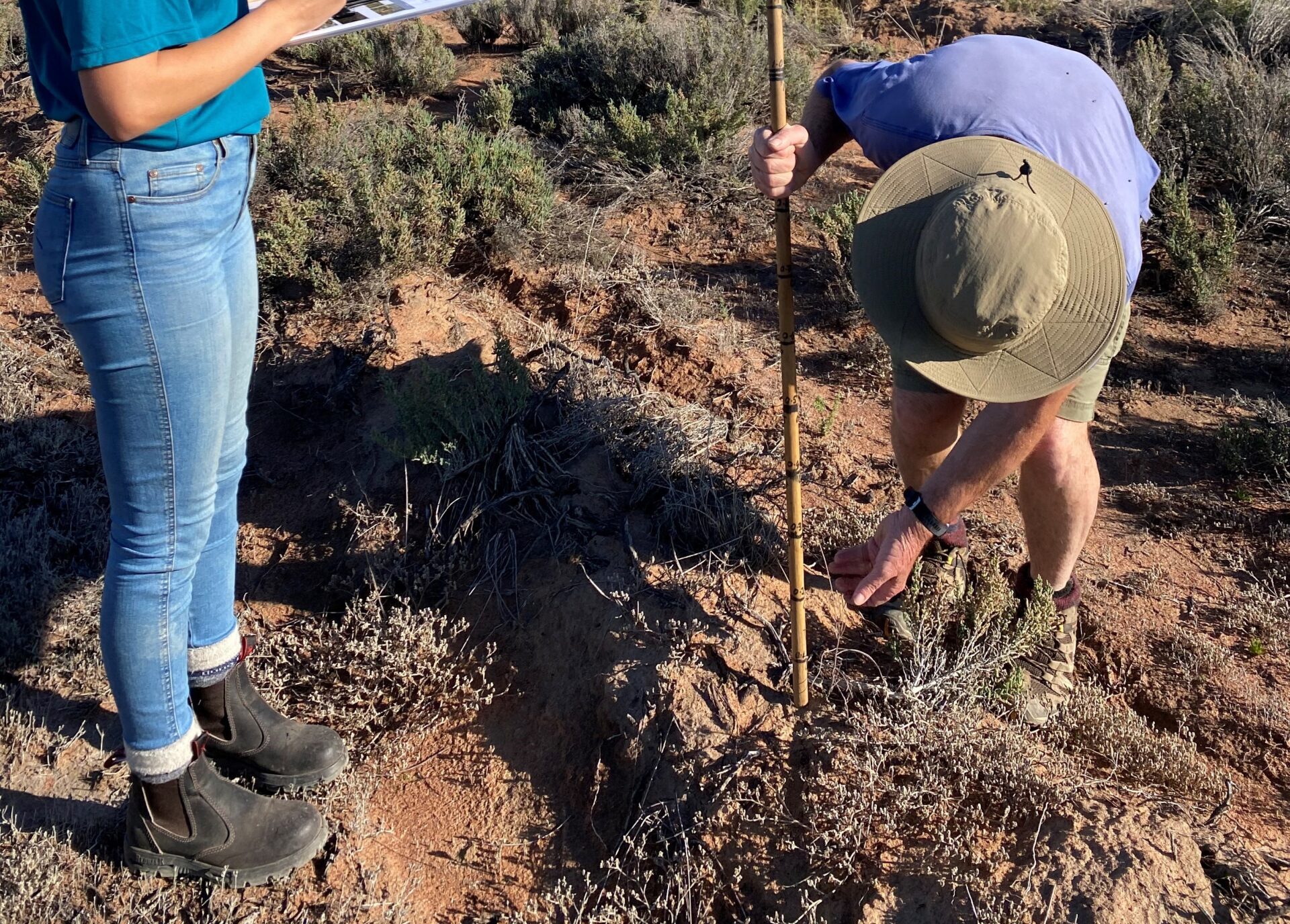 Man bending down with a measuring stick measuring the height of a seedling with a woman standing next to the man recording the data on a clipboard. 