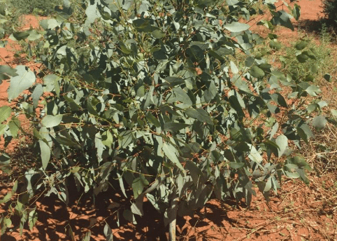 Small leafy green tree in red soil