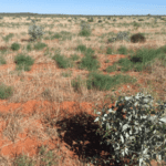 Small shrub in the lower right corner with red soil in front of low lying shrubland.