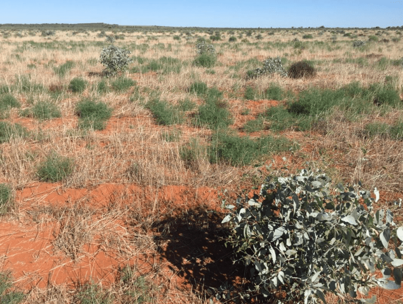 Small shrub in the lower right corner with red soil in front of low lying shrubland.