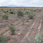 Rows of juvenile Australian tree species in a tree planting project with mountain range in the background