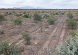 Rows of juvenile Australian tree species in a tree planting project with mountain range in the background