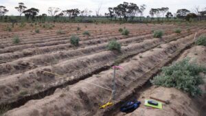 Wooden stake marking corner of a planting plot with yellow tape marking the boundary