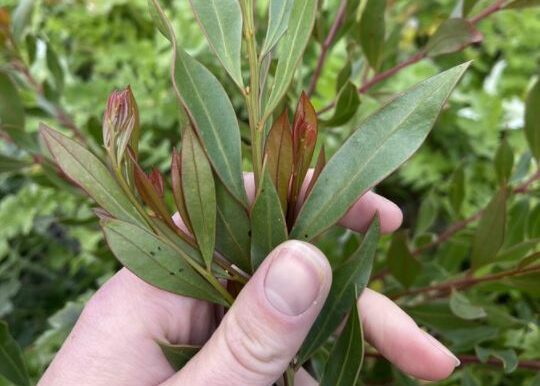 Close up of the foliage of a native seedling held female hand