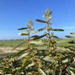 Close up of a native Australian Acacia tree