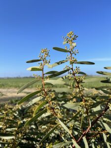 Close up of a native Australian Acacia tree