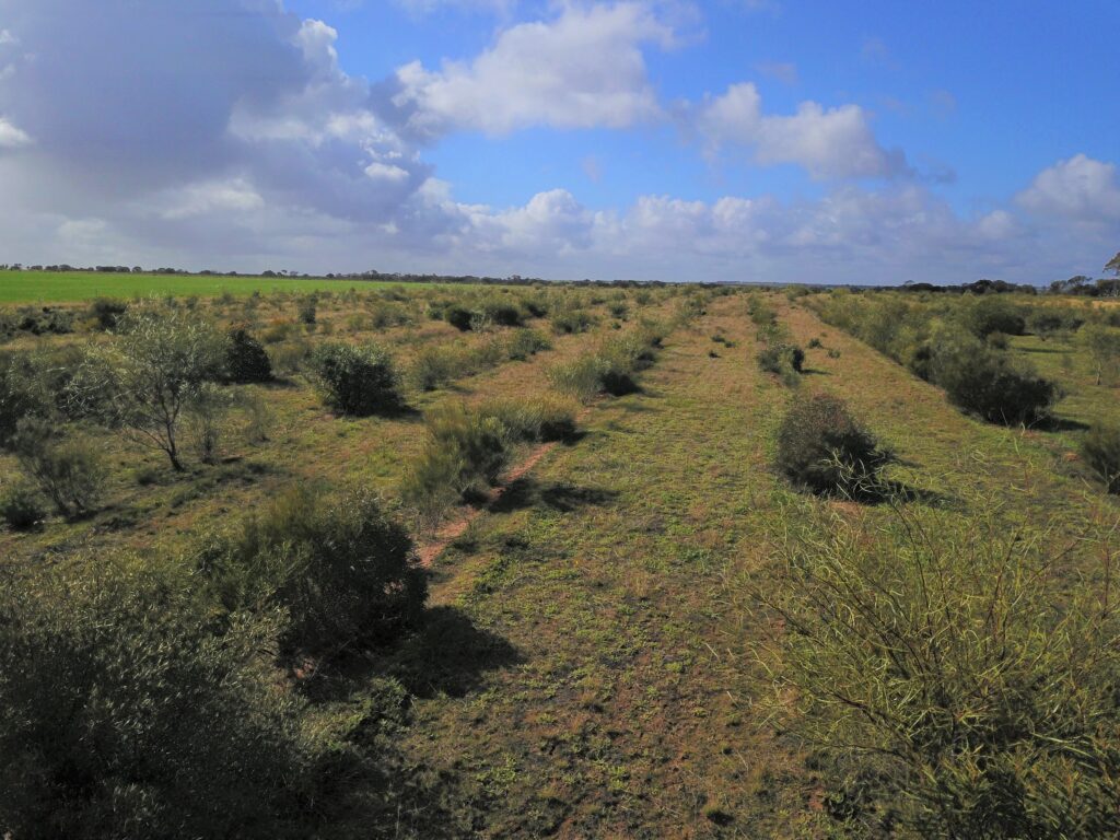 Drone photo showing rows of native trees