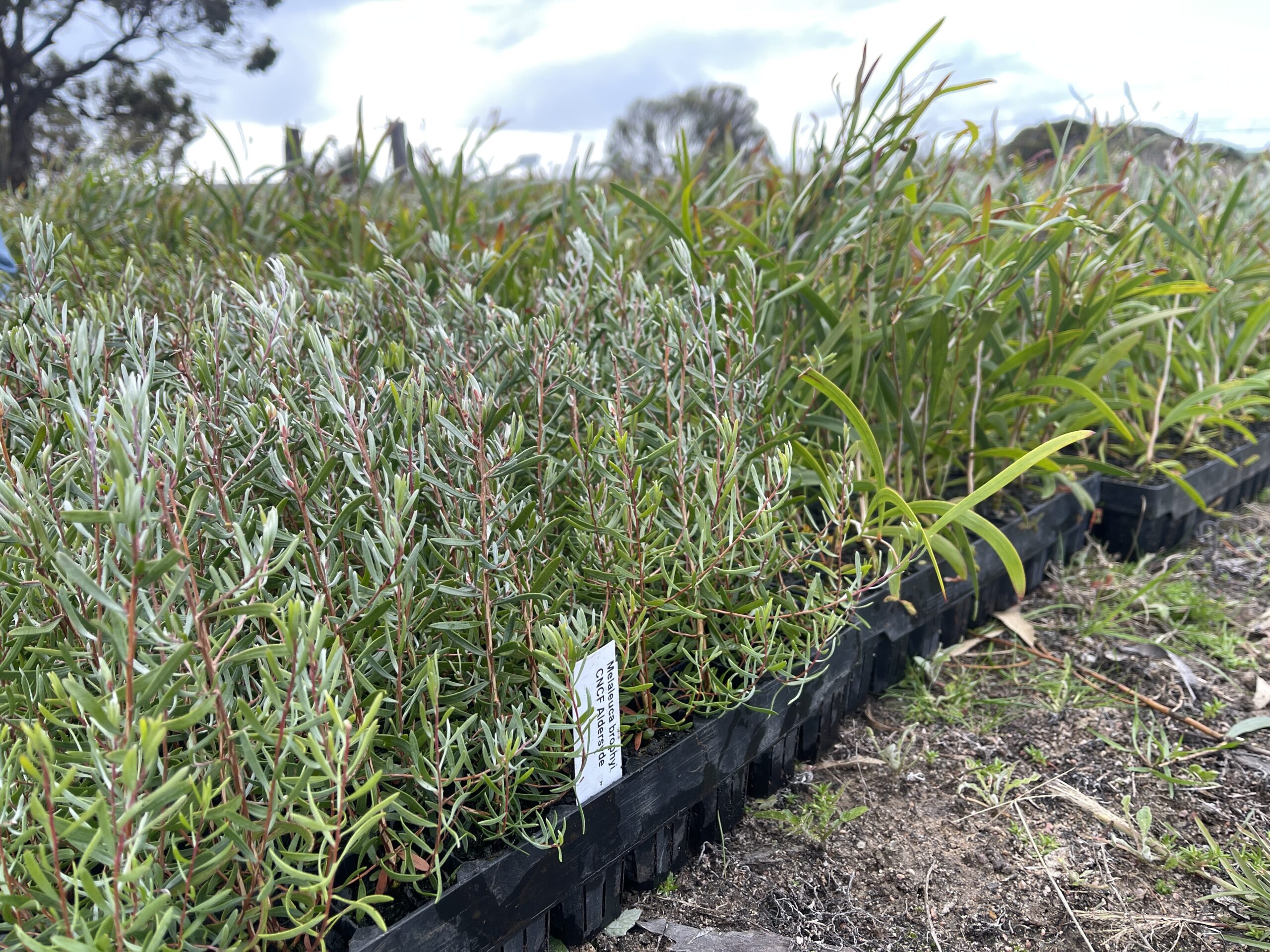 Close up of seedling trays with juvenile Melaleuca and Acacia species