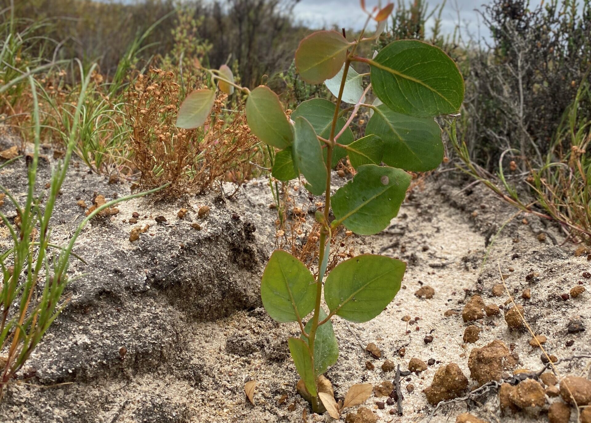 Close up of a Eucalyptus seedling planted in a mound