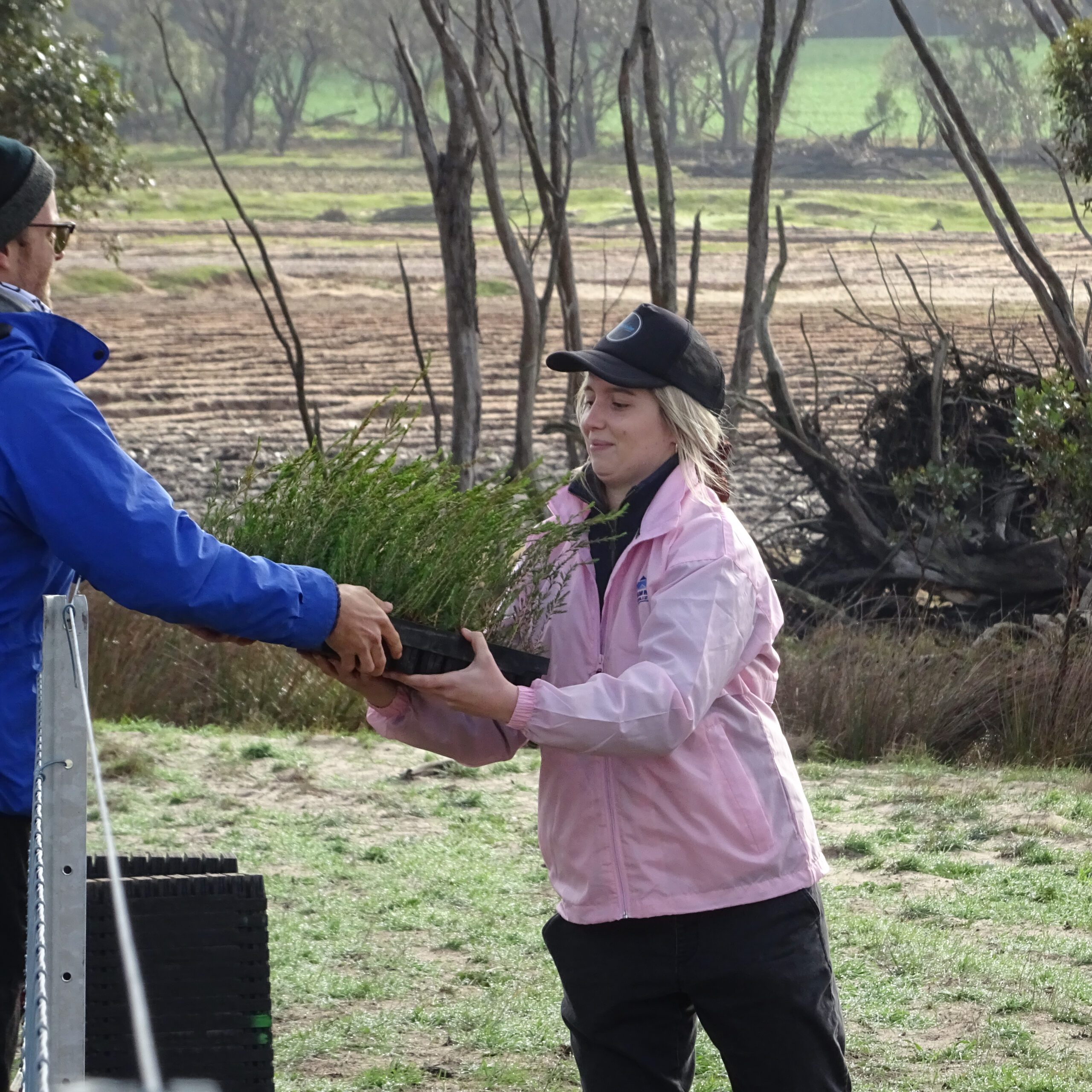 Man in blue jacket passing a tray of native seedlings to a girl in a pink jacket and black hat