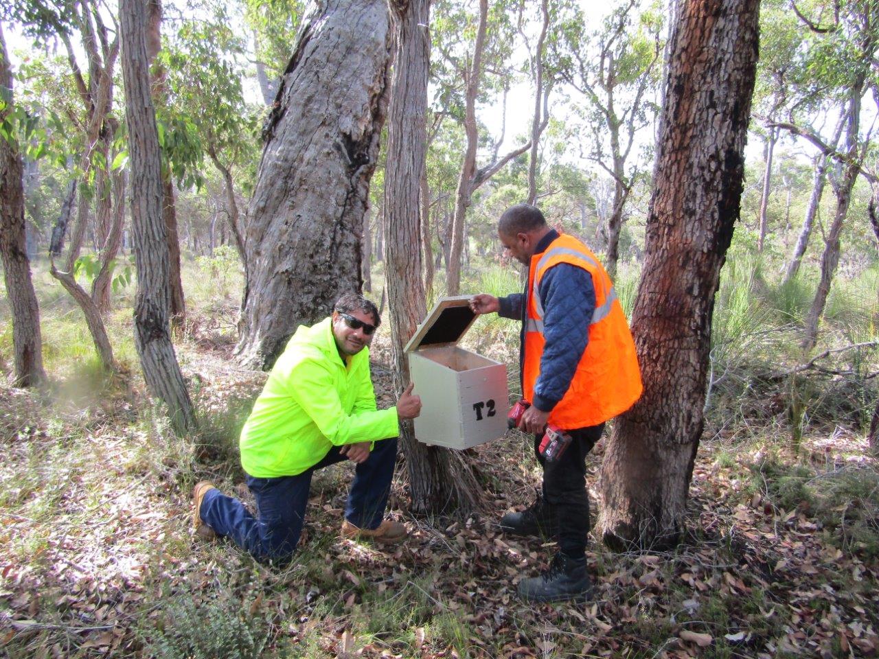 One man kneeling on one knee next to a fauna habitat box whilst another man is standing over the box holding the lid open