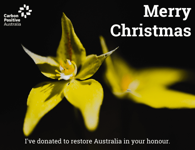 Merry_Christmas_Orchid