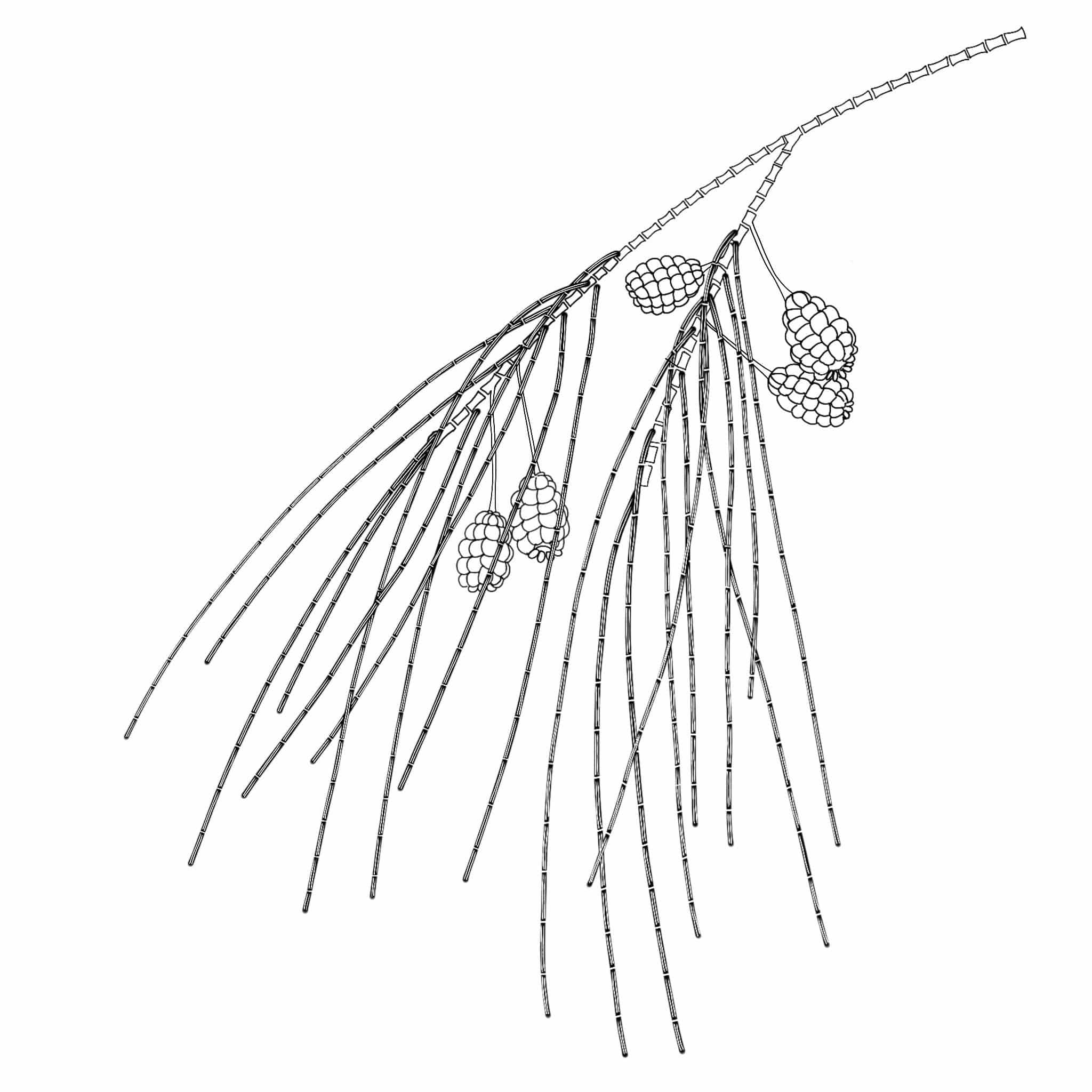 Casuarina illustration