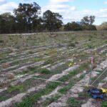 A field with rows of planting lines and four wooden stakes marking out a square