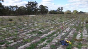 A field with rows of planting lines and four wooden stakes marking out a square