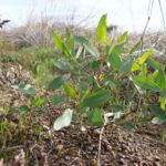 A young Eucalyptus seedling emerging from the soil with small pebbles around the base