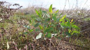 A young Eucalyptus seedling emerging from the soil with small pebbles around the base