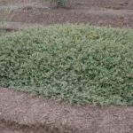 A low lying pale green shrub with red berries