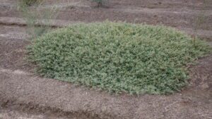 A low lying pale green shrub with red berries