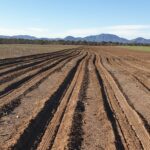 Lines ripped in a paddock ready for trees to be planted with mountain range in the background