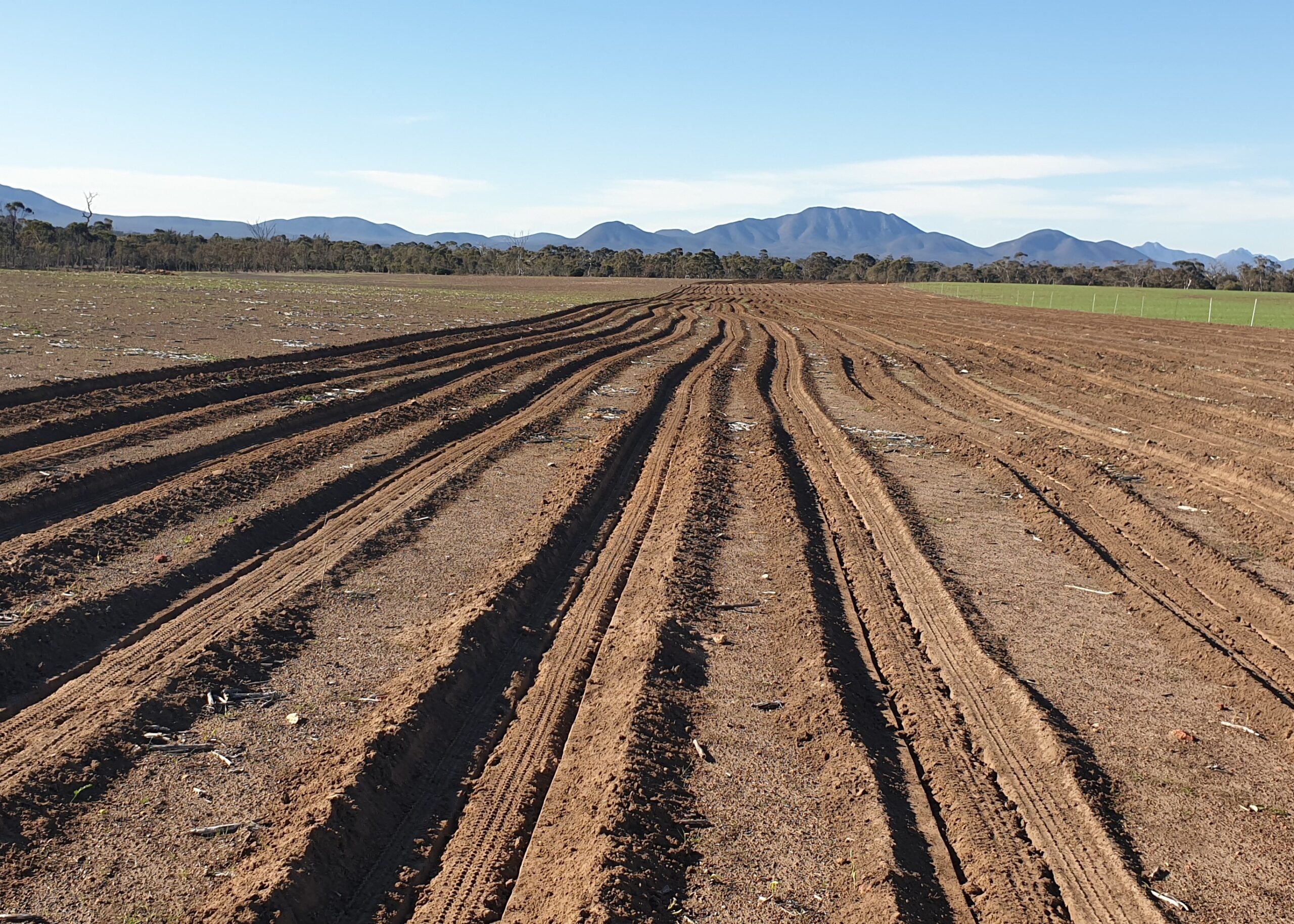 Lines ripped in a paddock ready for trees to be planted with mountain range in the background