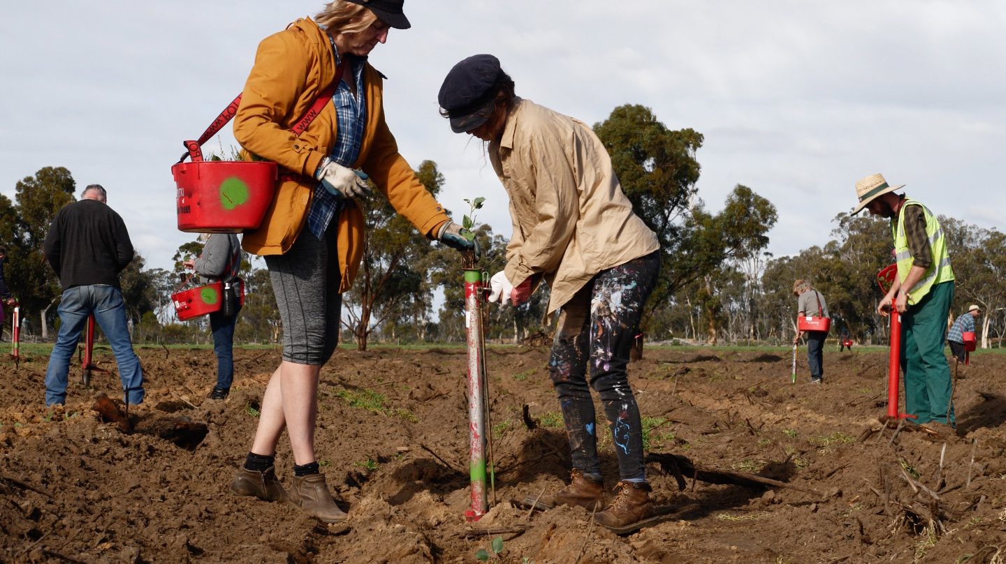 Volunteers planting seedling with tools