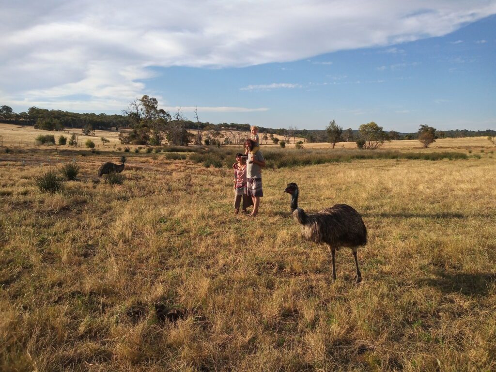 emu in paddock with family onlooking