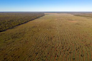 Drone photo of meandering lines ripped for tree planting in a large paddock