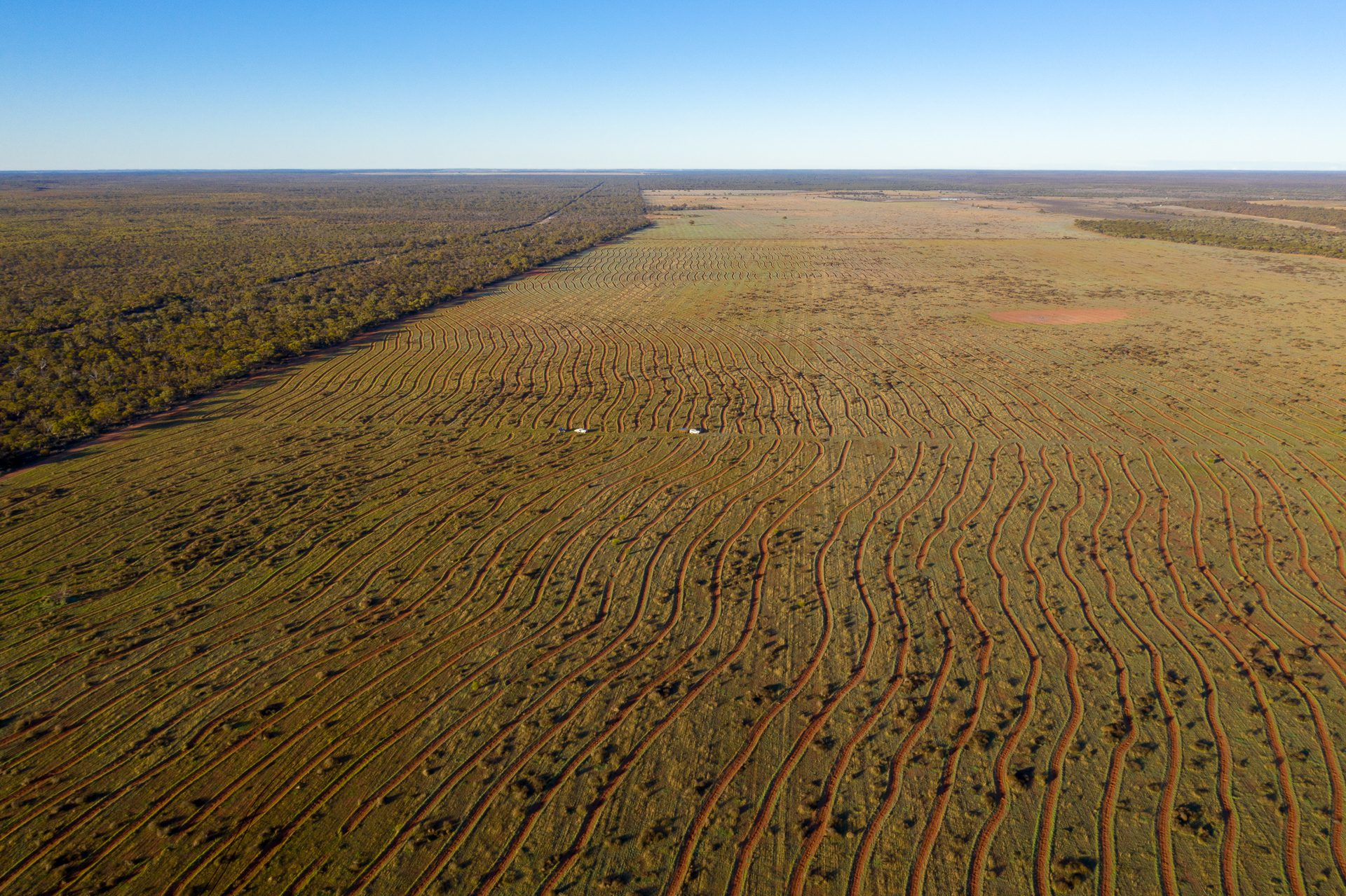 Drone photo of meandering lines ripped for tree planting in a large paddock