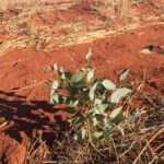 A young Eucalyptus tree emerging from bright orange dirt
