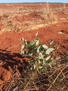 A young Eucalyptus tree emerging from bright orange dirt
