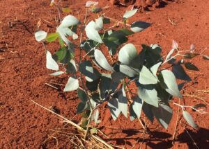 Small Eucalyptus tree growing in red soil.