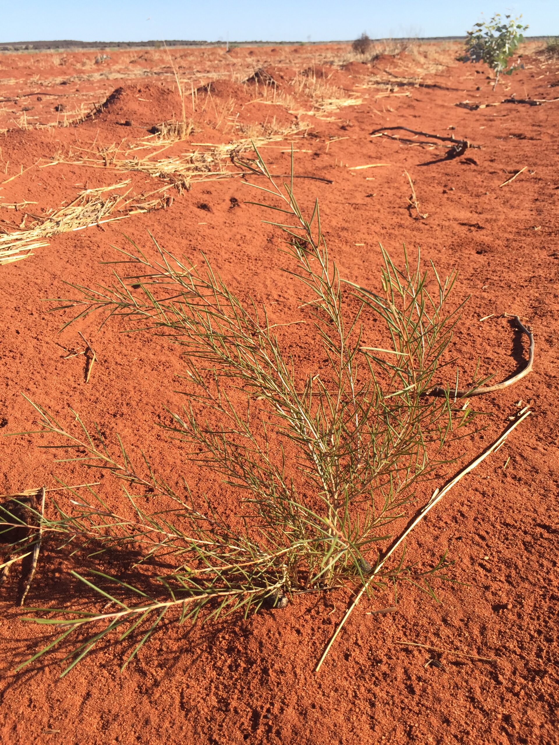 Juvenile Acacia seedling emerging from orange dirt.