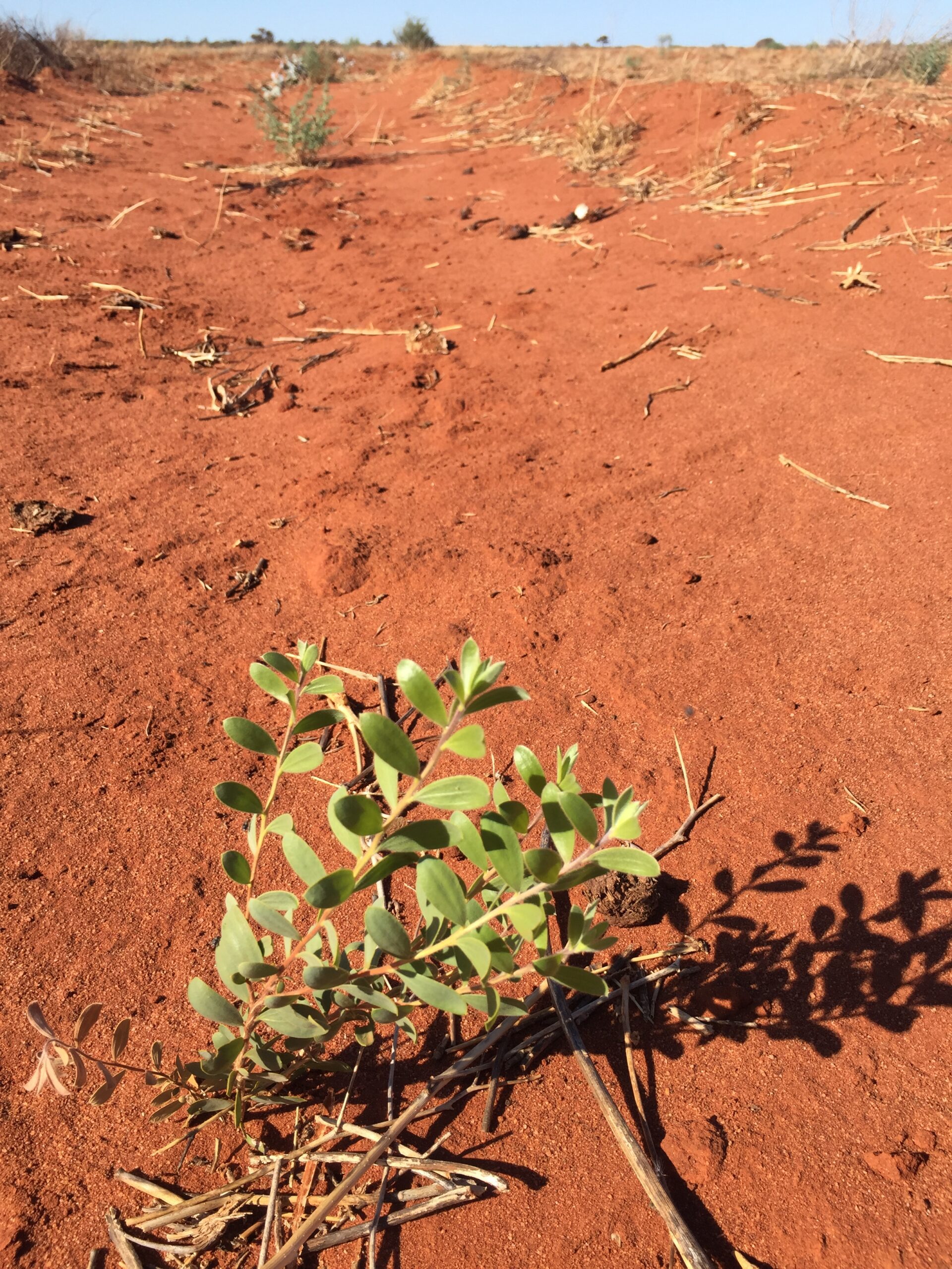 Row of seedlings planted in orange dirt