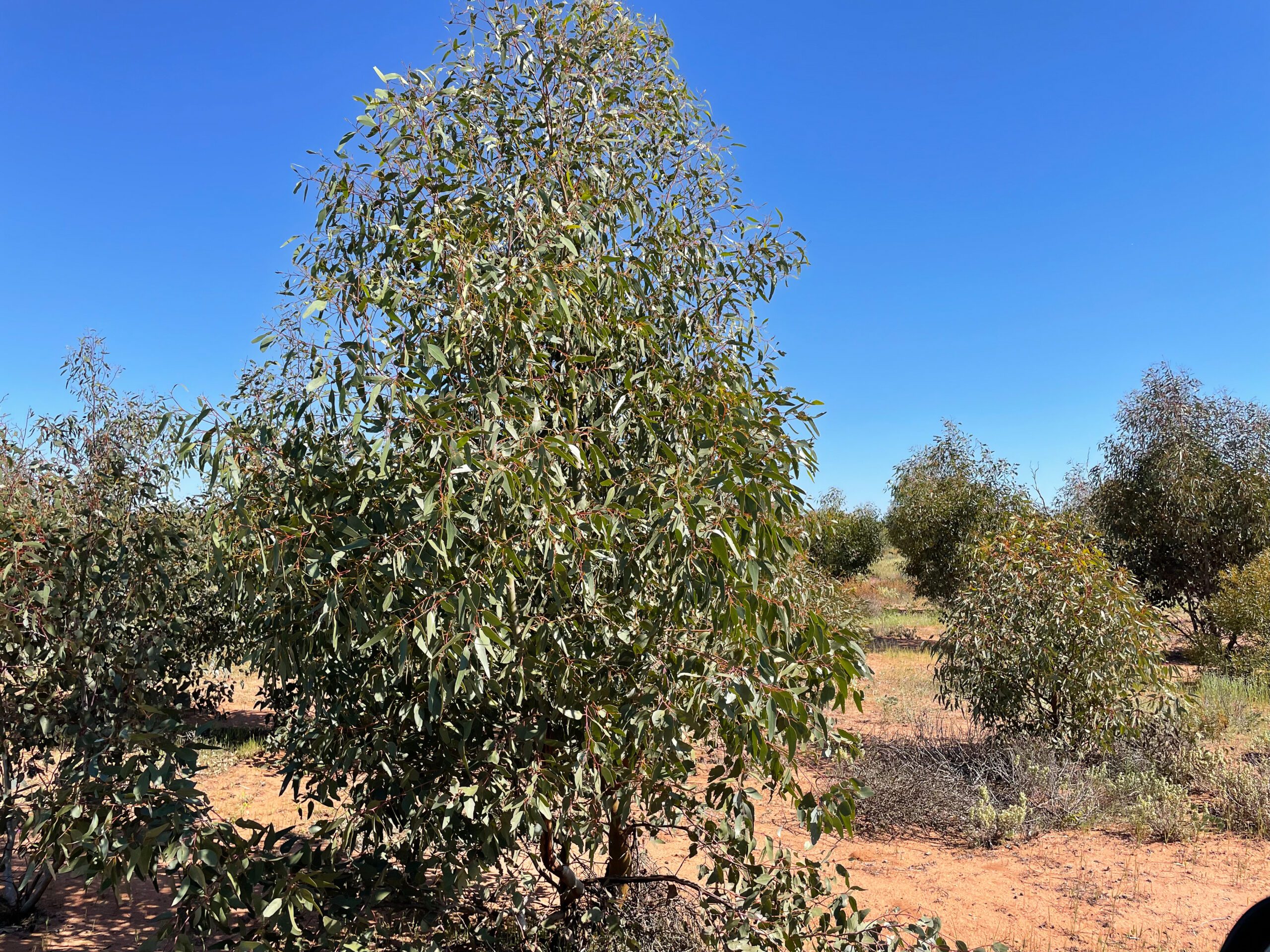 Rows of young eucalyptus trees in orange soil